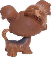 #0006 Shi Tzu